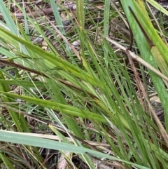 Dianella revoluta var. revoluta at Fadden, ACT - 13 Aug 2023 09:04 AM