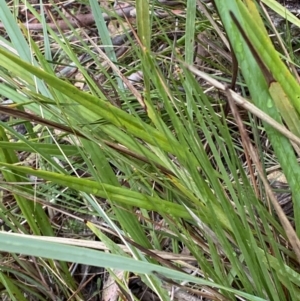 Dianella revoluta var. revoluta at Fadden, ACT - 13 Aug 2023