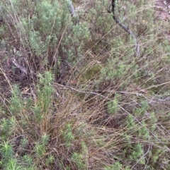 Rytidosperma pallidum (Red-anther Wallaby Grass) at Fadden, ACT - 13 Aug 2023 by Tapirlord