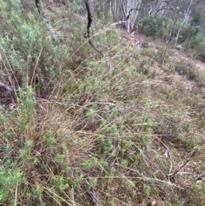 Rytidosperma pallidum at Fadden, ACT - 13 Aug 2023