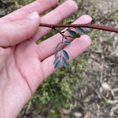 Indigofera australis subsp. australis (Australian Indigo) at Fadden, ACT - 12 Aug 2023 by Tapirlord