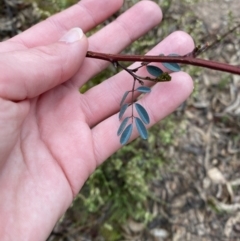 Indigofera australis subsp. australis at Fadden, ACT - 13 Aug 2023