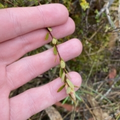 Brachyloma daphnoides (Daphne Heath) at Fadden, ACT - 12 Aug 2023 by Tapirlord