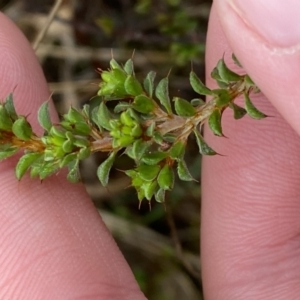 Pultenaea procumbens at Fadden, ACT - 13 Aug 2023