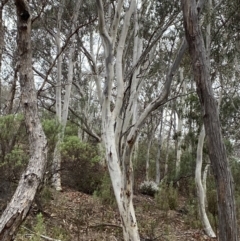 Eucalyptus rossii (Inland Scribbly Gum) at Fadden, ACT - 12 Aug 2023 by Tapirlord
