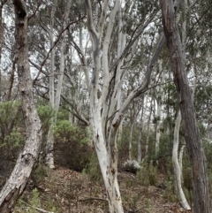Eucalyptus rossii (Inland Scribbly Gum) at Fadden, ACT - 13 Aug 2023 by Tapirlord