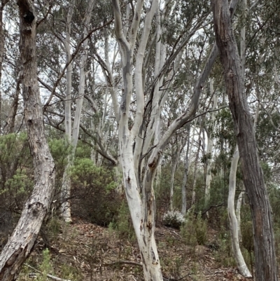Eucalyptus rossii (Inland Scribbly Gum) at Fadden, ACT - 13 Aug 2023 by Tapirlord