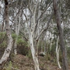 Eucalyptus rossii at Fadden, ACT - 13 Aug 2023