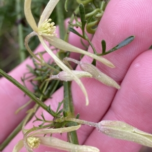 Clematis leptophylla at Fadden, ACT - 13 Aug 2023 08:59 AM