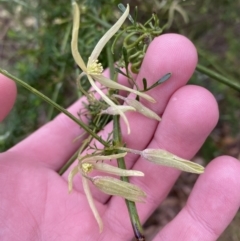 Clematis leptophylla at Fadden, ACT - 13 Aug 2023 08:59 AM