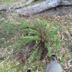 Chrysocephalum semipapposum (Clustered Everlasting) at Wanniassa Hill - 12 Aug 2023 by Tapirlord