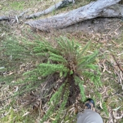 Chrysocephalum semipapposum at Fadden, ACT - 13 Aug 2023