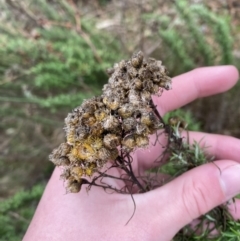 Chrysocephalum semipapposum at Fadden, ACT - 13 Aug 2023