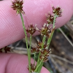 Luzula flaccida (Pale Woodrush) at Wanniassa Hill - 12 Aug 2023 by Tapirlord