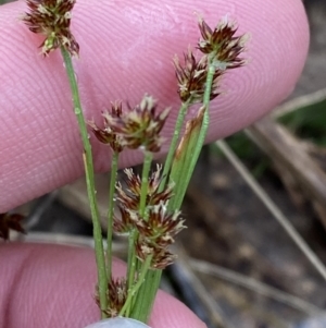 Luzula flaccida at Fadden, ACT - 13 Aug 2023