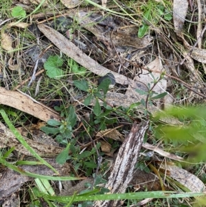 Hibbertia obtusifolia at Fadden, ACT - 13 Aug 2023
