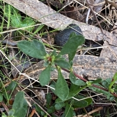 Hibbertia obtusifolia at Fadden, ACT - 13 Aug 2023