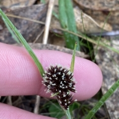 Luzula densiflora (Dense Wood-rush) at Fadden, ACT - 13 Aug 2023 by Tapirlord