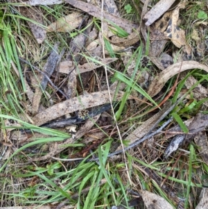 Luzula densiflora at Fadden, ACT - 13 Aug 2023