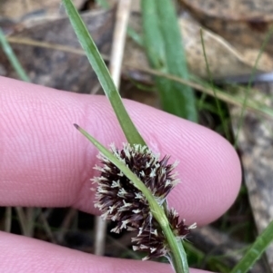 Luzula densiflora at Fadden, ACT - 13 Aug 2023