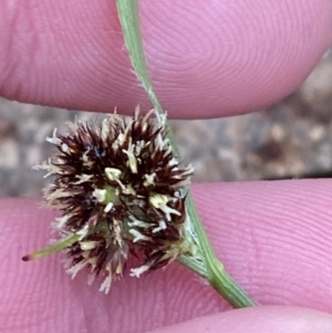 Luzula densiflora at Fadden, ACT - 13 Aug 2023