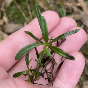 Xerochrysum viscosum at Fadden, ACT - 13 Aug 2023