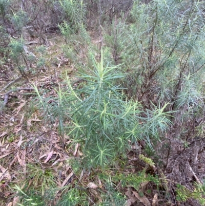 Cassinia longifolia (Shiny Cassinia, Cauliflower Bush) at Fadden, ACT - 13 Aug 2023 by Tapirlord