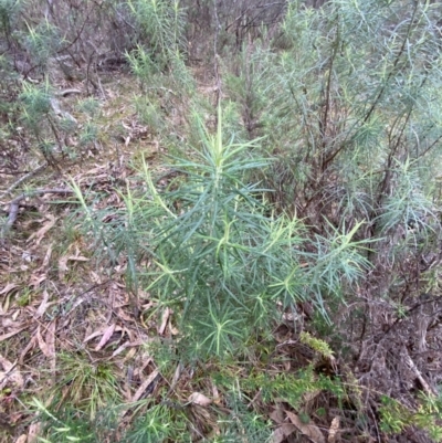 Cassinia longifolia (Shiny Cassinia, Cauliflower Bush) at Fadden, ACT - 12 Aug 2023 by Tapirlord