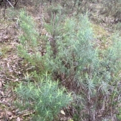 Cassinia longifolia at Fadden, ACT - 13 Aug 2023