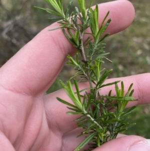 Cassinia aculeata subsp. aculeata at Fadden, ACT - 13 Aug 2023 08:57 AM