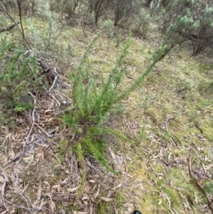 Cassinia aculeata subsp. aculeata at Fadden, ACT - 13 Aug 2023