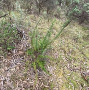 Cassinia aculeata subsp. aculeata at Fadden, ACT - 13 Aug 2023