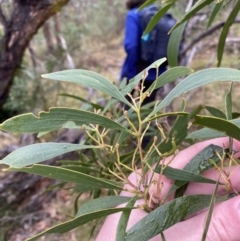 Acacia implexa (Hickory Wattle, Lightwood) at Fadden, ACT - 13 Aug 2023 by Tapirlord