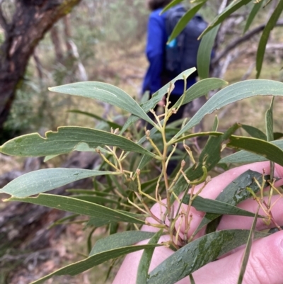 Acacia implexa (Hickory Wattle, Lightwood) at Fadden, ACT - 13 Aug 2023 by Tapirlord