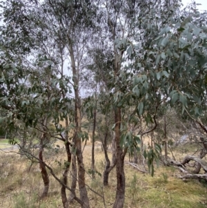 Eucalyptus dives at Fadden, ACT - 13 Aug 2023