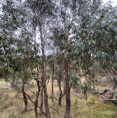 Eucalyptus dives (Broad-leaved Peppermint) at Fadden, ACT - 13 Aug 2023 by Tapirlord