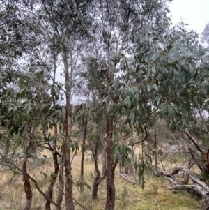 Eucalyptus dives at Fadden, ACT - 13 Aug 2023