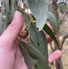 Eucalyptus dives at Fadden, ACT - 13 Aug 2023 08:55 AM