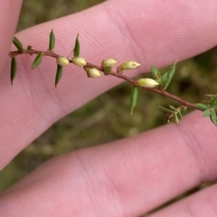 Leucopogon fletcheri subsp. brevisepalus (Twin Flower Beard-Heath) at Wanniassa Hill - 12 Aug 2023 by Tapirlord