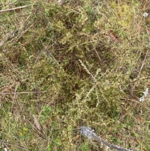 Leucopogon fletcheri subsp. brevisepalus at Fadden, ACT - 13 Aug 2023