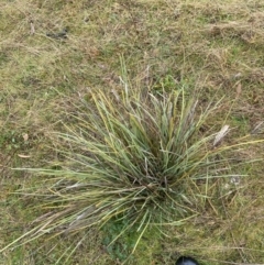 Lomandra multiflora (Many-flowered Matrush) at Wanniassa Hill - 12 Aug 2023 by Tapirlord