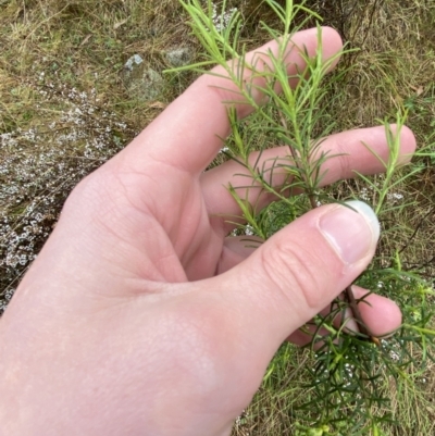 Cassinia quinquefaria (Rosemary Cassinia) at Fadden, ACT - 13 Aug 2023 by Tapirlord