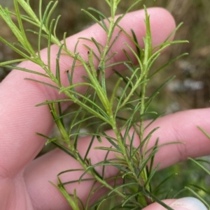 Cassinia quinquefaria at Fadden, ACT - 13 Aug 2023