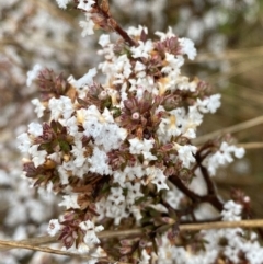 Styphelia attenuata (Small-leaved Beard Heath) at Fadden, ACT - 13 Aug 2023 by Tapirlord