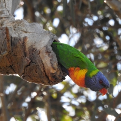 Trichoglossus moluccanus (Rainbow Lorikeet) at Lions Youth Haven - Westwood Farm A.C.T. - 20 Aug 2023 by HelenCross