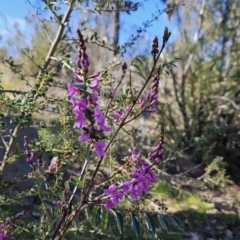 Indigofera australis subsp. australis (Australian Indigo) at Cooleman Ridge - 21 Aug 2023 by BethanyDunne
