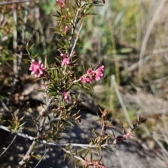 Lissanthe strigosa subsp. subulata (Peach Heath) at Stromlo, ACT - 21 Aug 2023 by BethanyDunne