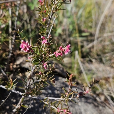 Lissanthe strigosa subsp. subulata (Peach Heath) at Cooleman Ridge - 21 Aug 2023 by BethanyDunne