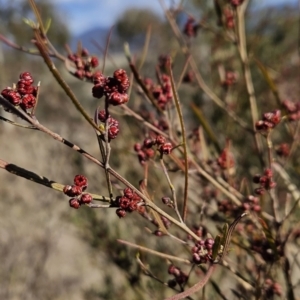 Dodonaea viscosa subsp. angustissima at Tuggeranong, ACT - 21 Aug 2023