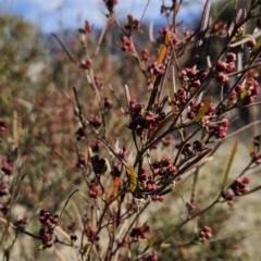 Dodonaea viscosa subsp. angustissima at Tuggeranong, ACT - 21 Aug 2023 02:21 PM